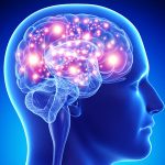 Anatomy of male active brain