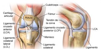 Cuida tus rodillas
