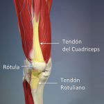 tendón rotuliano