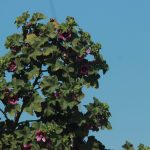 IMG_0854