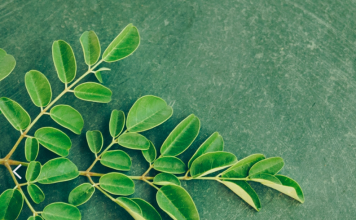 Una planta que equilibra tu cuerpo