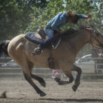 QUARTER HORSES 2018 / CRIADERO LOS CÓNDORES.