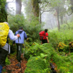 Puyuhuapi Rain Forest