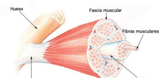 Síndrome Miofascial: uno dolor fuera de lo normal